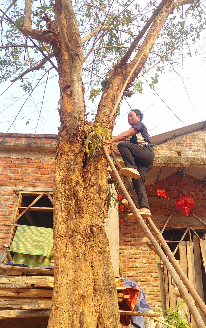 Lọt giữa vùng giáng hương cổ thụ- Ảnh 2.