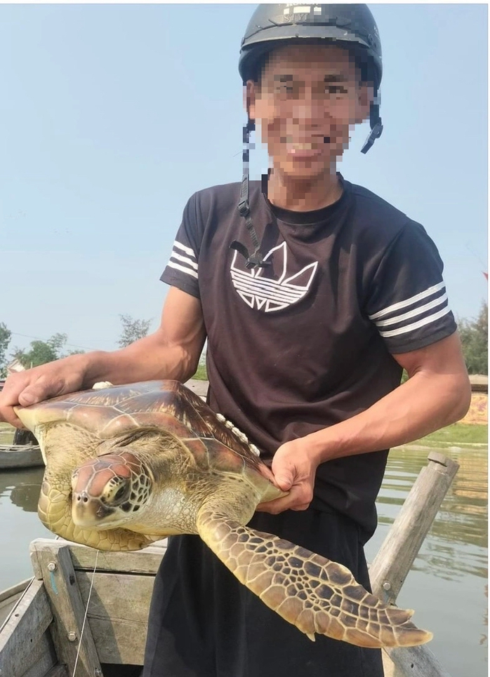 Rùa biển đi Rùa biển đi