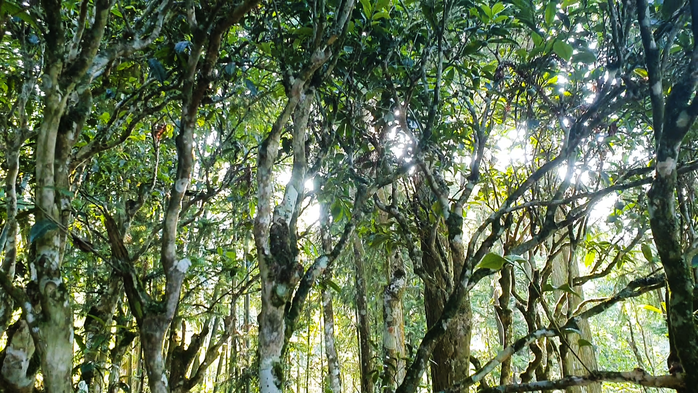 Trà Lũng Phìn - đằm hương ký ức...- Ảnh 1.
