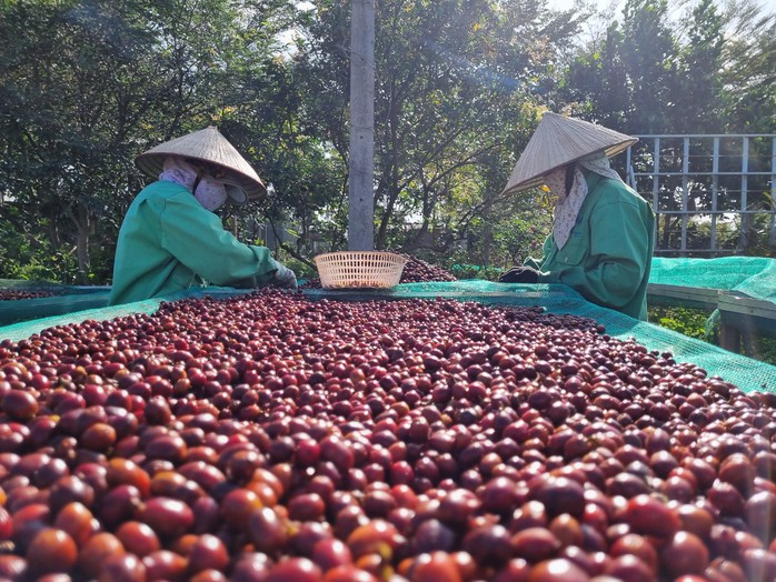 Giá cà phê trong nước liên tục lập kỷ lục trong vòng 1 năm trở lại đâyẢnh: Cao Nguyên Giá cà phê trong nước liên tục lập kỷ lục trong vòng 1 năm trở lại đâyẢnh: Cao Nguyên