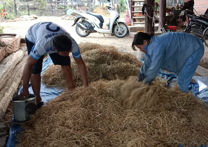 Những phế phẩm nông nghiệp được người dân sử dụng trong chăn nuôi, mang lại hiệu quả kinh tế cao Những phế phẩm nông nghiệp được người dân sử dụng trong chăn nuôi, mang lại hiệu quả kinh tế cao