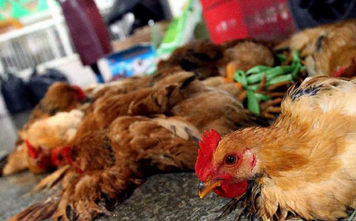 Gần 50% ca nhiễm cúm A/H5N1 tử vong, Bộ Y tế lưu ý 5 điểm này- Ảnh 2. Gần 50% ca nhiễm cúm A/H5N1 tử vong, Bộ Y tế lưu ý 5 điểm này- Ảnh 2.