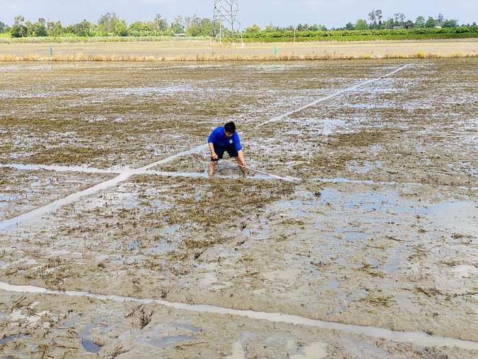 Xâm nhập mặn ở ĐBSCL gây thiệt hại hàng chục ngàn tỉ đồng mỗi năm- Ảnh 2. Xâm nhập mặn ở ĐBSCL gây thiệt hại hàng chục ngàn tỉ đồng mỗi năm- Ảnh 2.