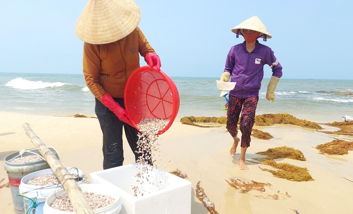 Cào ốc chép kiếm tiền triệu mỗi ngày ở Mỹ Thủy- Ảnh 5. Cào ốc chép kiếm tiền triệu mỗi ngày ở Mỹ Thủy- Ảnh 5.