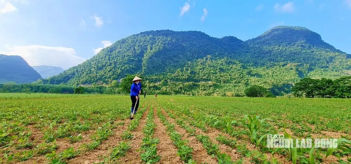 Hơn 20 tấn lạc giống Hơn 20 tấn lạc giống