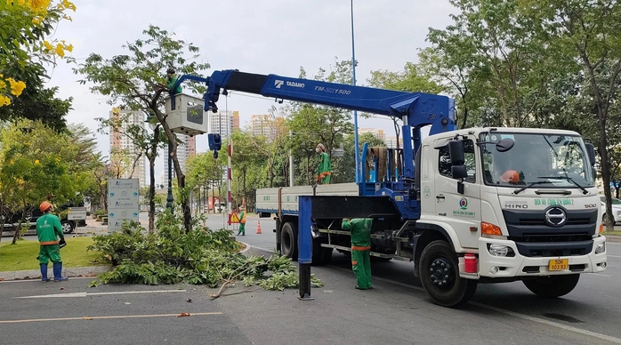 Sắp dịch chuyển, chặt hạ hơn 200 cây xanh khu vực nút giao thông An Phú- Ảnh 1. Sắp dịch chuyển, chặt hạ hơn 200 cây xanh khu vực nút giao thông An Phú- Ảnh 1.