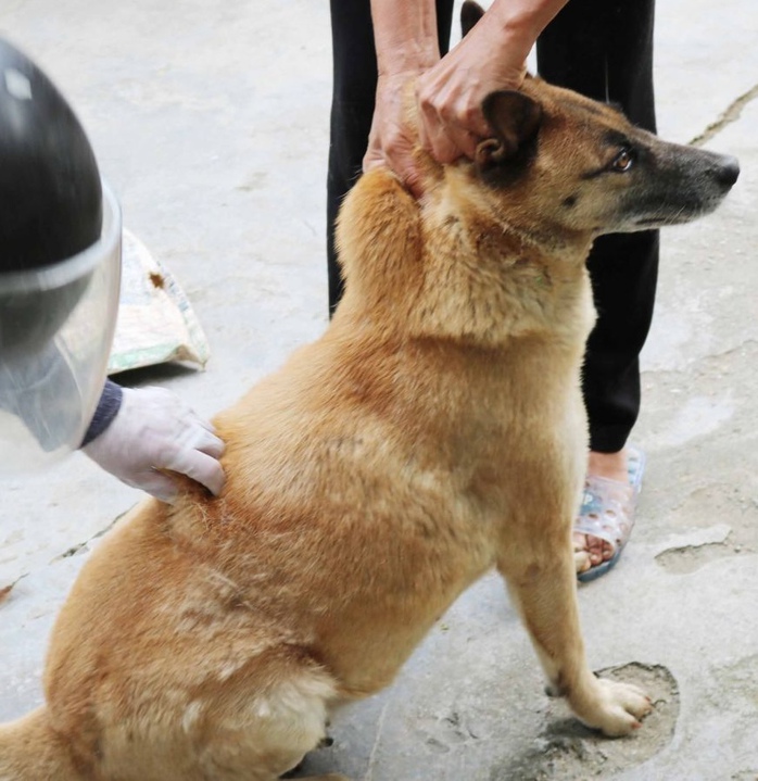 Tử vong do bệnh dại tăng bất thường, hai bộ cùng họp- Ảnh 2. Tử vong do bệnh dại tăng bất thường, hai bộ cùng họp- Ảnh 2.