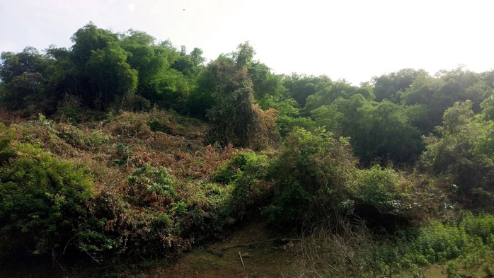 Khởi tố cựu bí thư huyện giả chữ ký, thâu tóm 138,4 ha đất rừng- Ảnh 1. Khởi tố cựu bí thư huyện giả chữ ký, thâu tóm 138,4 ha đất rừng- Ảnh 1.