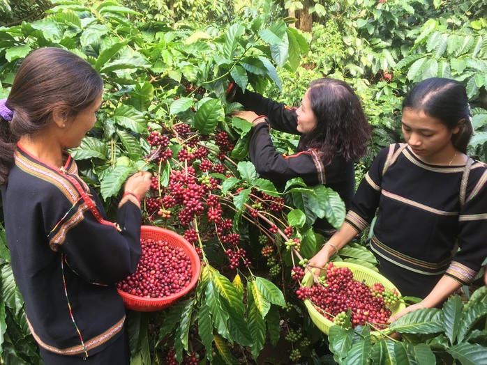 Giá cà phê cao kỷ lục, nông dân thắng lớn- Ảnh 1. Giá cà phê cao kỷ lục, nông dân thắng lớn- Ảnh 1.