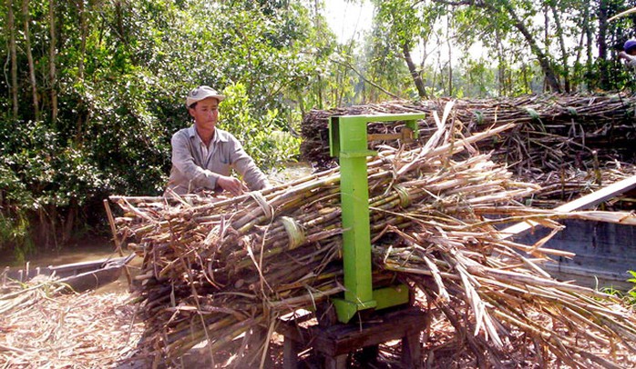 Giá mía tại ĐBSCL đang tăng mạnh trong nhiều năm qua Ảnh: NGỌC TRINH Giá mía tại ĐBSCL đang tăng mạnh trong nhiều năm qua Ảnh: NGỌC TRINH