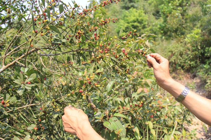 Hoành Sơn rất đỗi hào phóng- Ảnh 5.