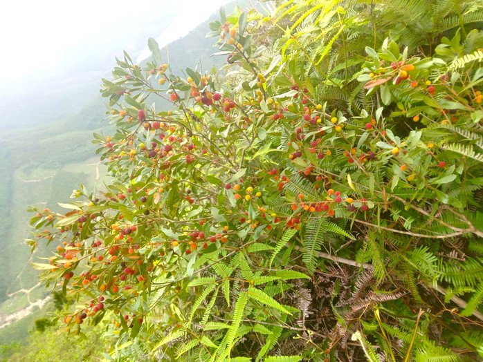 Hoành Sơn rất đỗi hào phóng- Ảnh 6.