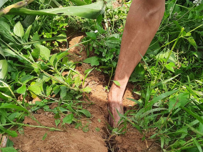Bờ sông Ngàn Phố sạt lở nghiêm trọng, người dân lo mất hết đất sản xuất- Ảnh 3. Bờ sông Ngàn Phố sạt lở nghiêm trọng, người dân lo mất hết đất sản xuất- Ảnh 3.