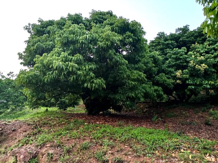 "Thủ phủ" vải thiều lớn nhất Việt Nam lo mất mùa, sản lượng giảm mạnh- Ảnh 1. "Thủ phủ" vải thiều lớn nhất Việt Nam lo mất mùa, sản lượng giảm mạnh- Ảnh 1.