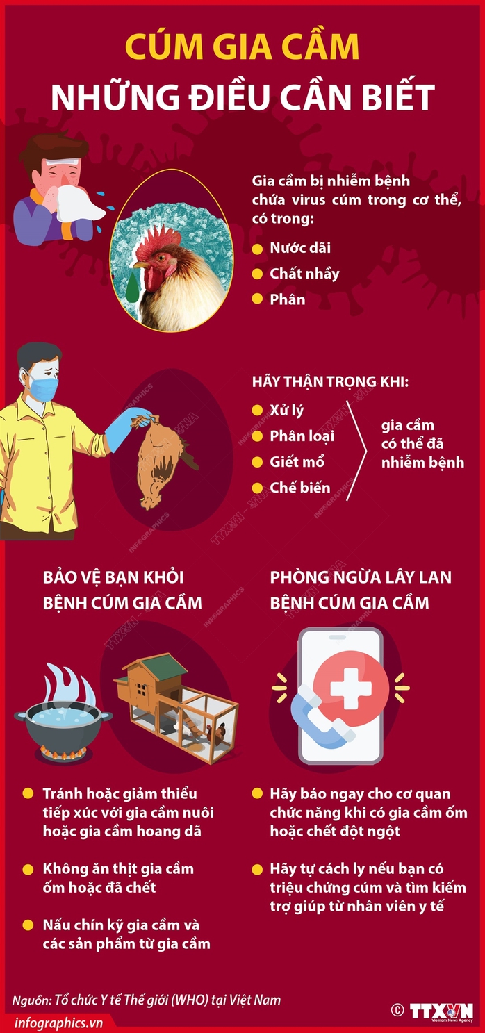 Vì sao người lại mắc cúm gia cầm?- Ảnh 2. Vì sao người lại mắc cúm gia cầm?- Ảnh 2.