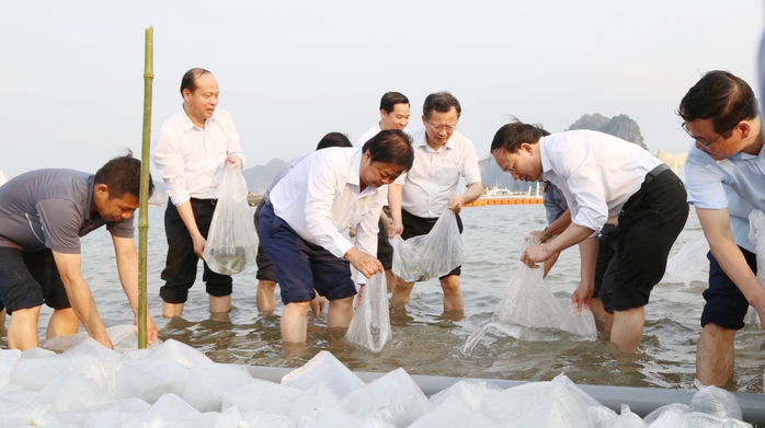 Thả 4,9 triệu con tôm sú giống xuống vịnh Bắc Bộ- Ảnh 2. Thả 4,9 triệu con tôm sú giống xuống vịnh Bắc Bộ- Ảnh 2.