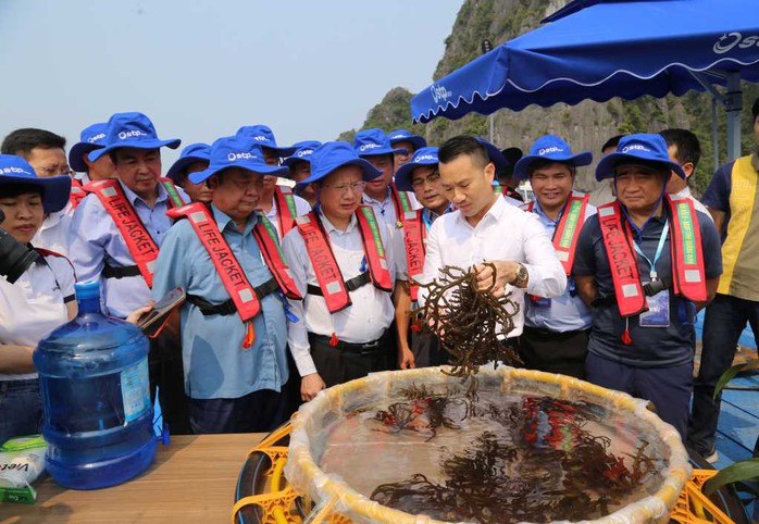 Thả 4,9 triệu con tôm sú giống xuống vịnh Bắc Bộ- Ảnh 3. Thả 4,9 triệu con tôm sú giống xuống vịnh Bắc Bộ- Ảnh 3.