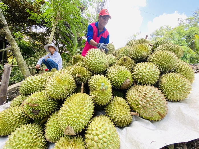 Từ năm 2023 đến nay, sầu riêng luôn có giá cao do xuất khẩu thuận lợi Ảnh: Ngọc Trinh Từ năm 2023 đến nay, sầu riêng luôn có giá cao do xuất khẩu thuận lợi Ảnh: Ngọc Trinh