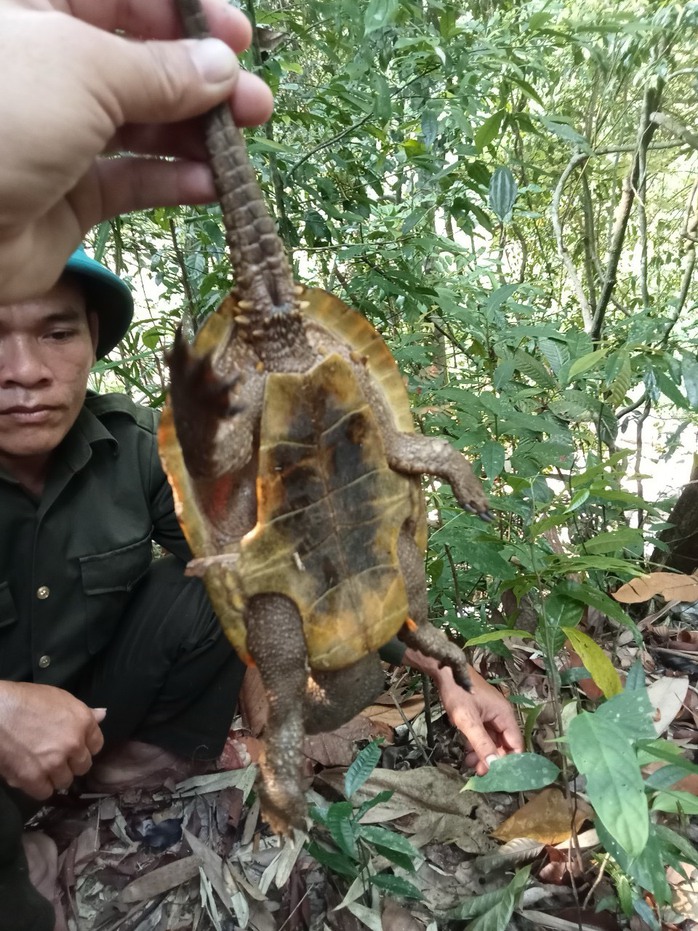 Phát hiện loài rùa đầu to cực kỳ quý hiếm- Ảnh 2. Phát hiện loài rùa đầu to cực kỳ quý hiếm- Ảnh 2.