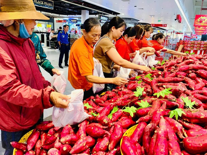 TP HCM: Siêu thị "giải cứu" khoai lang Nhật rớt giá - Ảnh 1. TP HCM: Siêu thị "giải cứu" khoai lang Nhật rớt giá - Ảnh 1.