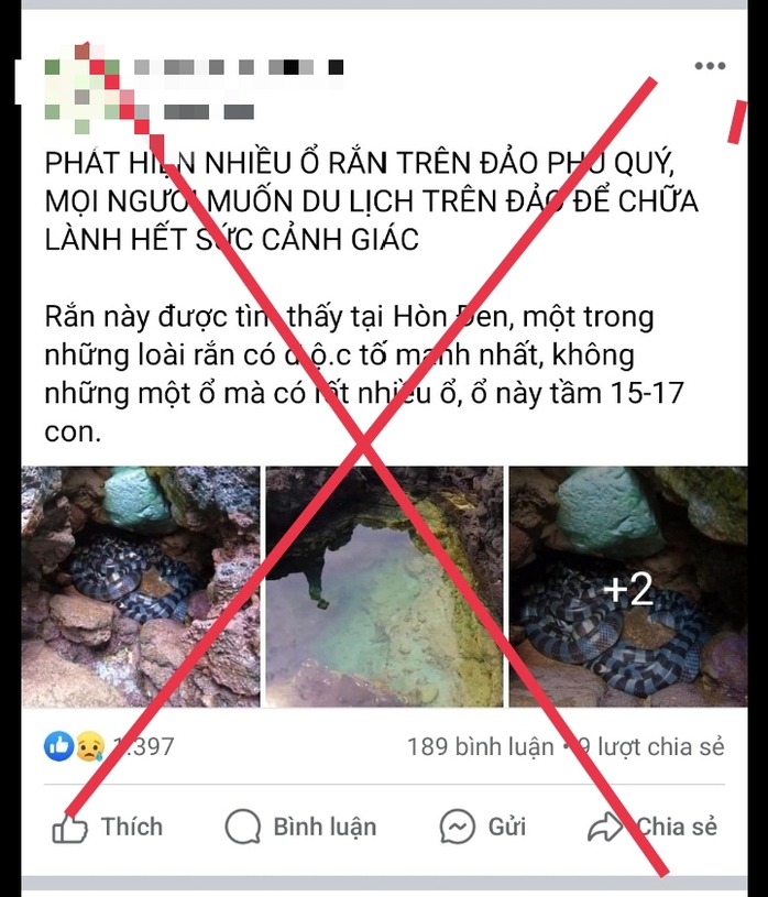 Thực hư thông tin "nhiều ổ rắn trên đảo Phú Quý, có độc tố mạnh nhất"- Ảnh 2. Thực hư thông tin "nhiều ổ rắn trên đảo Phú Quý, có độc tố mạnh nhất"- Ảnh 2.