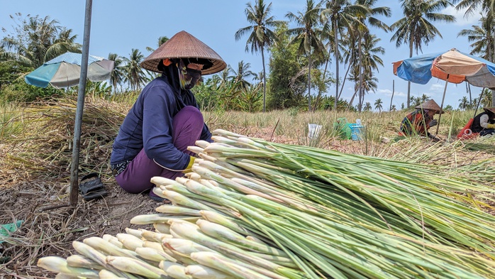 VIDEO: Bất ngờ mô hình sản xuất bất chấp hạn mặn ở Tiền Giang- Ảnh 1. VIDEO: Bất ngờ mô hình sản xuất bất chấp hạn mặn ở Tiền Giang- Ảnh 1.