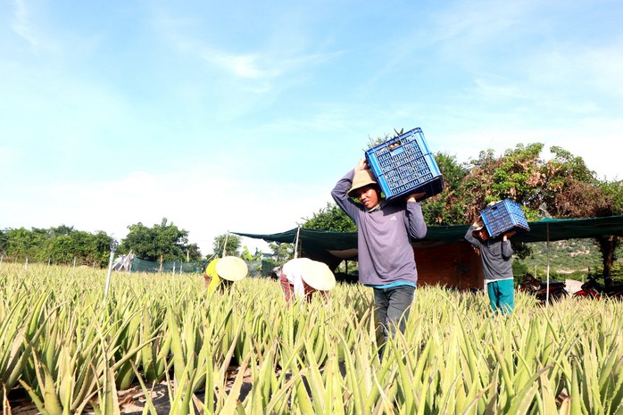 Vì sao “vua nha đam” đặt chỉ tiêu lợi nhuận tăng gấp đôi?- Ảnh 2. Vì sao “vua nha đam” đặt chỉ tiêu lợi nhuận tăng gấp đôi?- Ảnh 2.