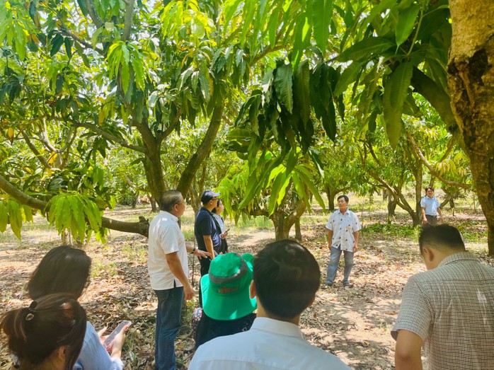 Xoài cát Cần Giờ ngon nổi tiếng nhưng chưa vào được siêu thị- Ảnh 1. Xoài cát Cần Giờ ngon nổi tiếng nhưng chưa vào được siêu thị- Ảnh 1.