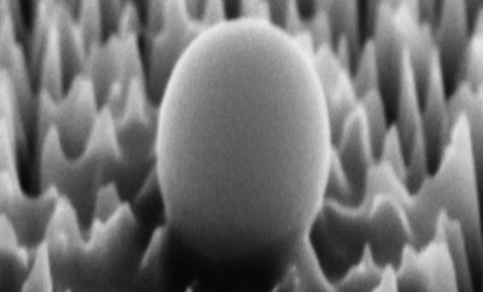 Một virus trên bề mặt vật liệu có gai nano khi được phóng đại 65.000 lầnẢnh: RMIT Một virus trên bề mặt vật liệu có gai nano khi được phóng đại 65.000 lầnẢnh: RMIT