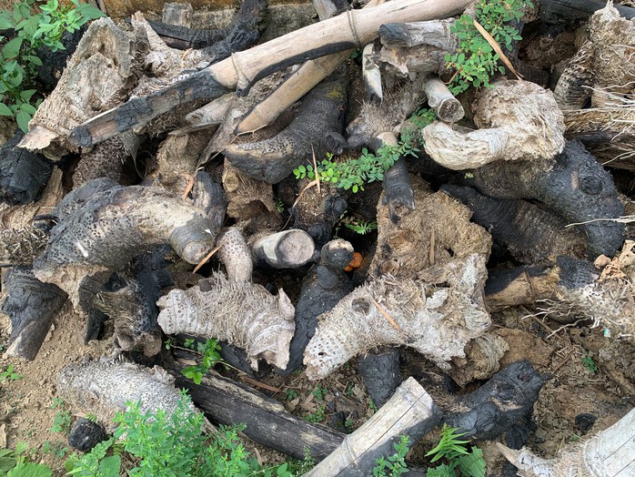 Những trối tre x&ugrave; x&igrave; n&agrave;y sẽ được nghệ nh&acirc;n l&agrave;m th&agrave;nh c&aacute;c sản phẩm mỹ nghệ