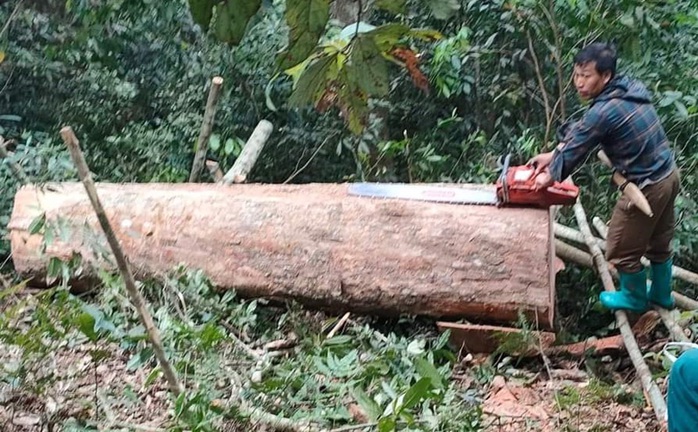 Mật phục, bắt 5 đối tượng đang phá rừng tự nhiên- Ảnh 2. Mật phục, bắt 5 đối tượng đang phá rừng tự nhiên- Ảnh 2.