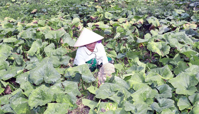 Người dân vùng ngọt hóa Cà Mau trúng đậm vụ bí rợ trên đất lúa. Ảnh VÂN DU Người dân vùng ngọt hóa Cà Mau trúng đậm vụ bí rợ trên đất lúa. Ảnh VÂN DU