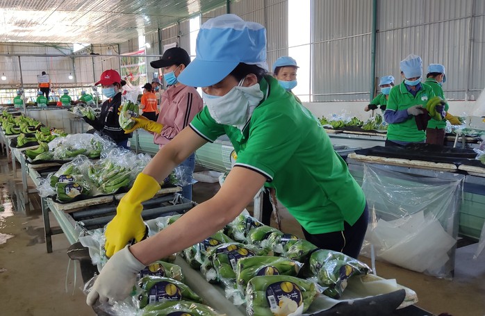 Chuẩn bị lô chuối xuất khẩu tại nhà máy của Tập đoàn Hoàng Anh Gia Lai Ảnh: AN NA