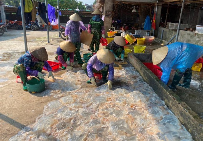 Vớt "vàng trắng" trên biển, ngư dân Thanh Hóa kiếm tiền triệu mỗi ngày- Ảnh 5.