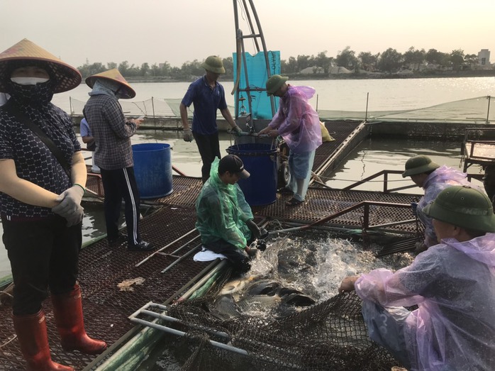 Cá nuôi lồng trên sông chết bất thường hàng loạt - Ảnh 3. Cá nuôi lồng trên sông chết bất thường hàng loạt - Ảnh 3.