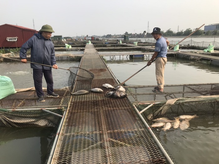 Cá nuôi lồng trên sông chết bất thường hàng loạt - Ảnh 1. Cá nuôi lồng trên sông chết bất thường hàng loạt - Ảnh 1.