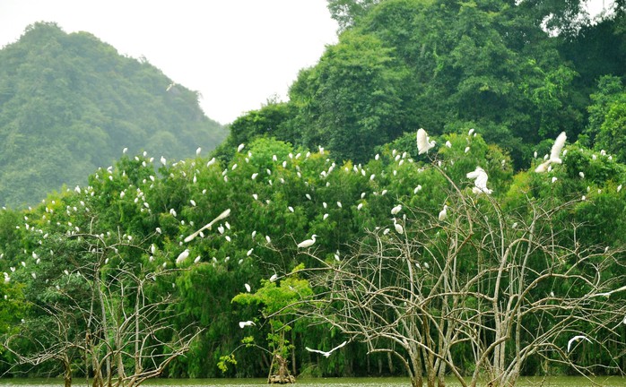 Chim hoang dã bay rợp trời trong khu du lịch- Ảnh 15. Chim hoang dã bay rợp trời trong khu du lịch- Ảnh 15.