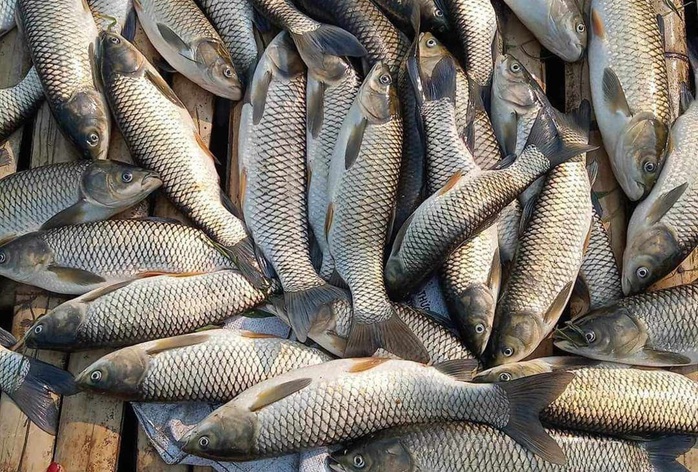 Cá lồng chết bất thường trên sông Mã- Ảnh 1. Cá lồng chết bất thường trên sông Mã- Ảnh 1.