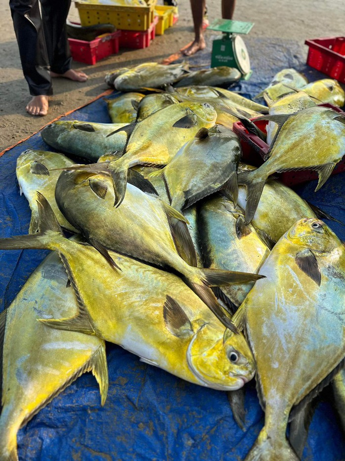 Ngư dân Hà Tĩnh “trúng” mẻ cá vàng dương, thu về hơn 300 triệu đồng- Ảnh 1.