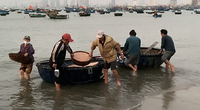 Khu chợ ven biển Đà Nẵng, chỉ bán độc nhất một loại hải sản- Ảnh 3. Khu chợ ven biển Đà Nẵng, chỉ bán độc nhất một loại hải sản- Ảnh 3.