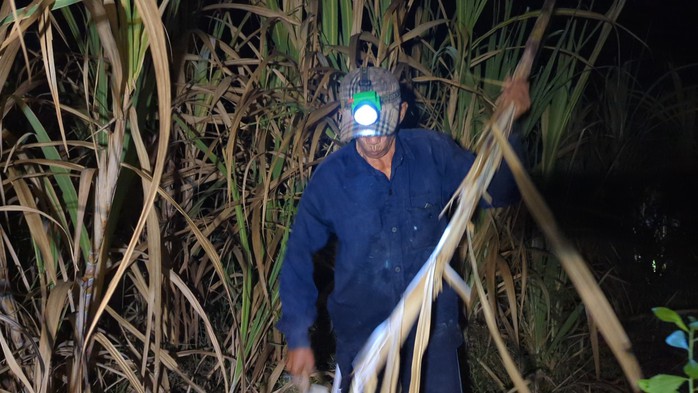 VIDEO: Thu hoạch mía lúc nửa đêm ở Sóc Trăng để tránh nóng- Ảnh 1. VIDEO: Thu hoạch mía lúc nửa đêm ở Sóc Trăng để tránh nóng- Ảnh 1.