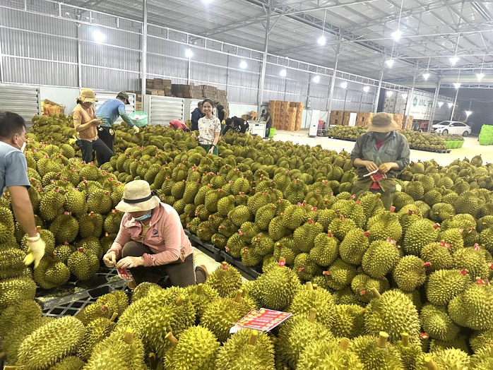 Doanh nghiệp Trung Quốc mua từ khi ra hoa, "ăn ngủ" tại vựa sầu riêng- Ảnh 2. Doanh nghiệp Trung Quốc mua từ khi ra hoa, "ăn ngủ" tại vựa sầu riêng- Ảnh 2.