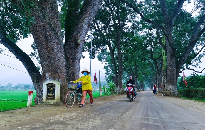 Ngắm hàng cây di sản hơn 100 năm tuổi dưới chân núi thiêng- Ảnh 1. Ngắm hàng cây di sản hơn 100 năm tuổi dưới chân núi thiêng- Ảnh 1.