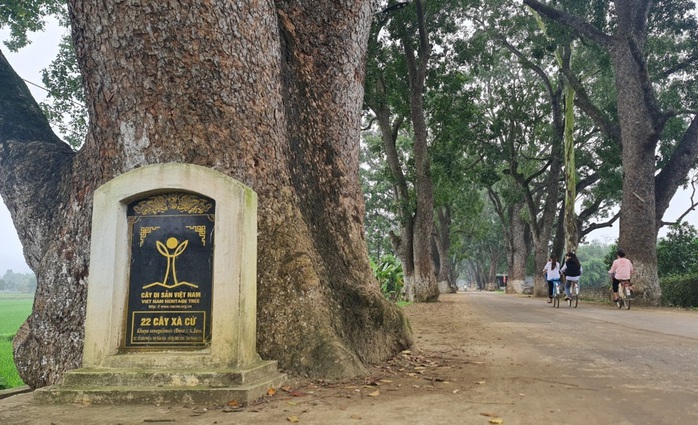 Ngắm hàng cây di sản hơn 100 năm tuổi dưới chân núi thiêng- Ảnh 7. Ngắm hàng cây di sản hơn 100 năm tuổi dưới chân núi thiêng- Ảnh 7.