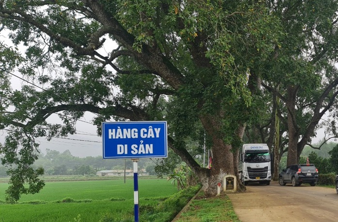 Ngắm hàng cây di sản hơn 100 năm tuổi dưới chân núi thiêng- Ảnh 9. Ngắm hàng cây di sản hơn 100 năm tuổi dưới chân núi thiêng- Ảnh 9.