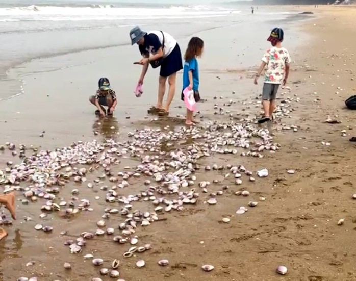 Hàng tấn nghêu tím bị sóng đánh dạt vào bờ ở Hà Tĩnh- Ảnh 1. Hàng tấn nghêu tím bị sóng đánh dạt vào bờ ở Hà Tĩnh- Ảnh 1.