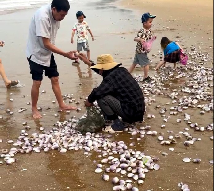Hàng tấn nghêu tím bị sóng đánh dạt vào bờ ở Hà Tĩnh- Ảnh 3. Hàng tấn nghêu tím bị sóng đánh dạt vào bờ ở Hà Tĩnh- Ảnh 3.
