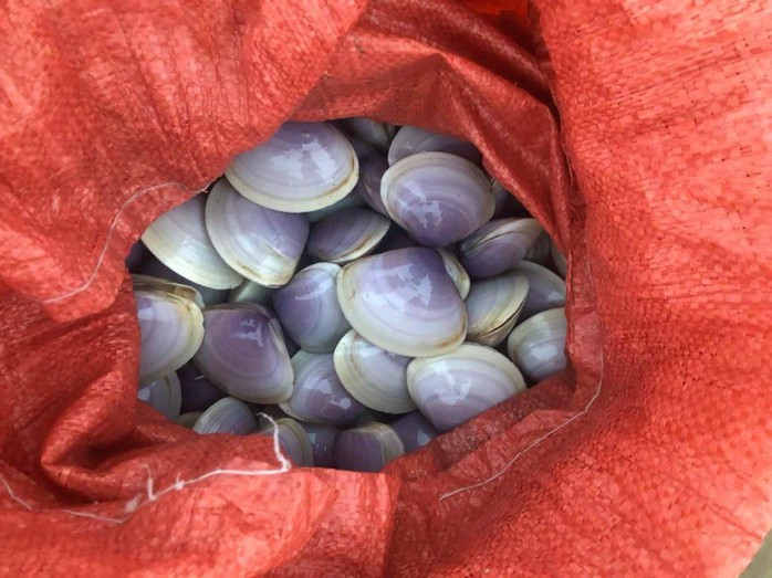 Hàng tấn nghêu tím bị sóng đánh dạt vào bờ ở Hà Tĩnh- Ảnh 5. Hàng tấn nghêu tím bị sóng đánh dạt vào bờ ở Hà Tĩnh- Ảnh 5.