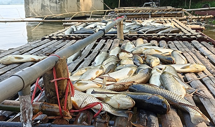 Nước sông Mã đen ngòm bất thường ở khu vực cá chết hàng loạt- Ảnh 2. Nước sông Mã đen ngòm bất thường ở khu vực cá chết hàng loạt- Ảnh 2.