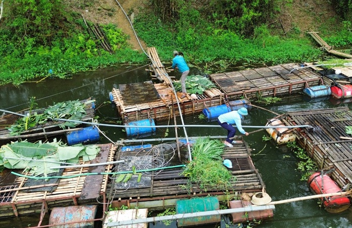 Nước sông Mã đen ngòm bất thường ở khu vực cá chết hàng loạt- Ảnh 8. Nước sông Mã đen ngòm bất thường ở khu vực cá chết hàng loạt- Ảnh 8.